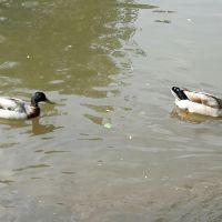 Hansjakob Kapelle Hofstetten See Enten